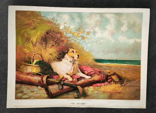 Antique 1904 fox terrier - antique,